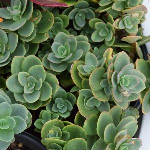 Sedum Lime Twister Qt