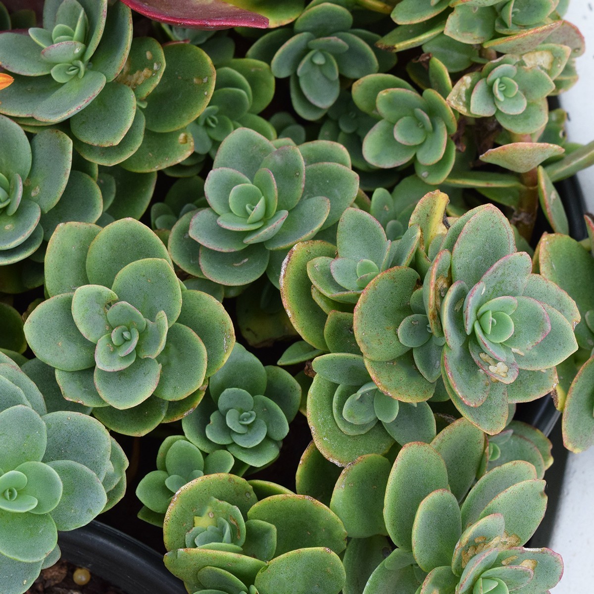 Sedum Lime Twister Qt