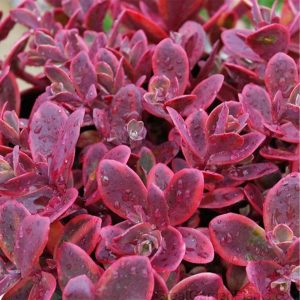 Sedum Wild Fire Qt