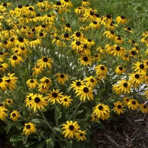 Rudbeckia American Gold Rush #1