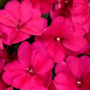 Sunpatiens Royal Magenta 6 Count Tray